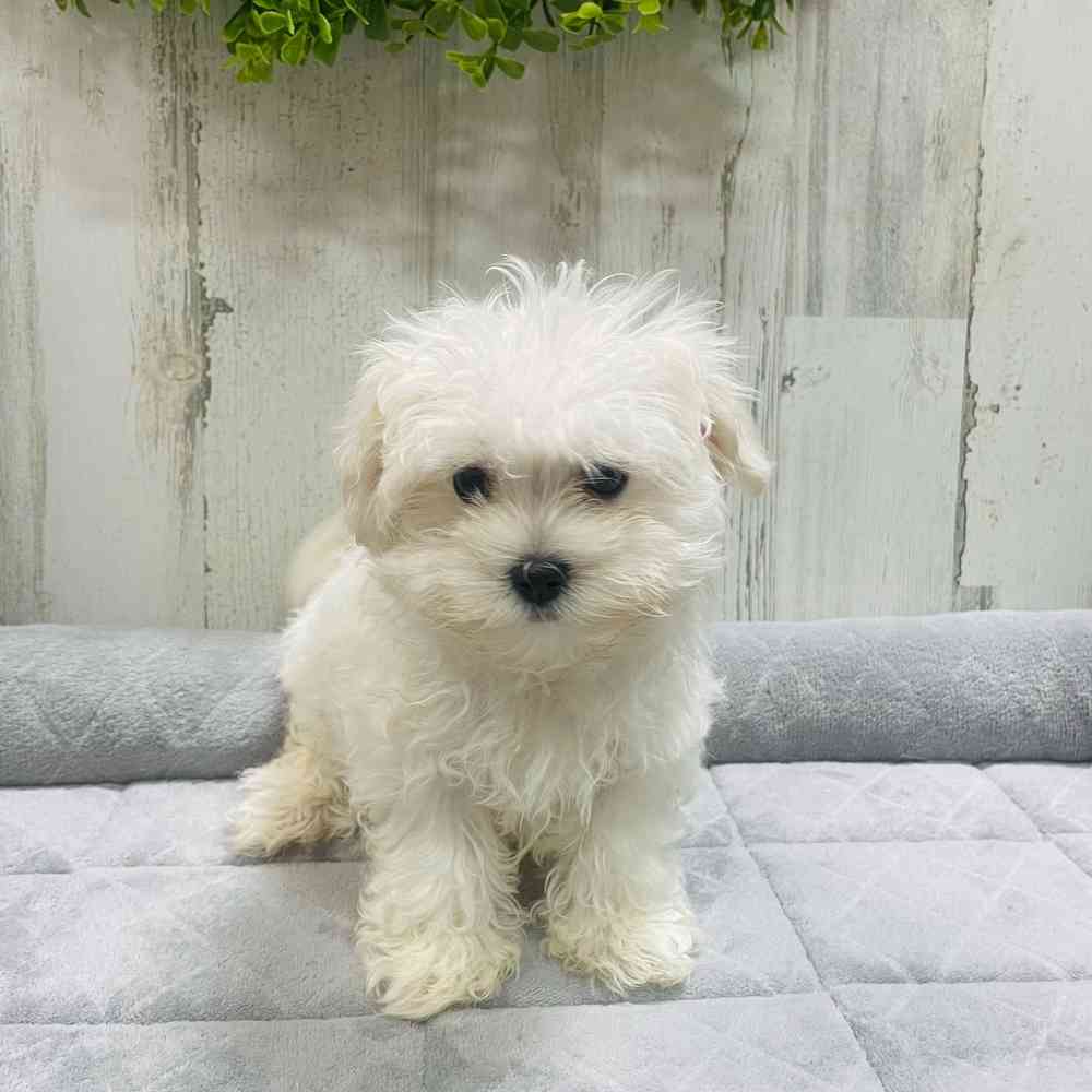 Male Maltese puppy named Charles for sale at Petland Rogers.