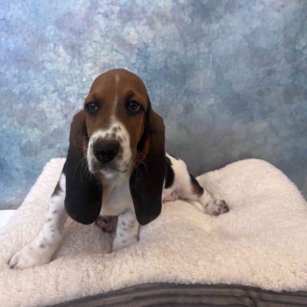 Male Basset Hound puppy named Dusty for sale at Petland Joplin.