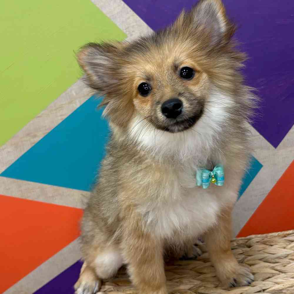 Male Pomeranian puppy named Bear Bear for sale at Petland Wichita West.