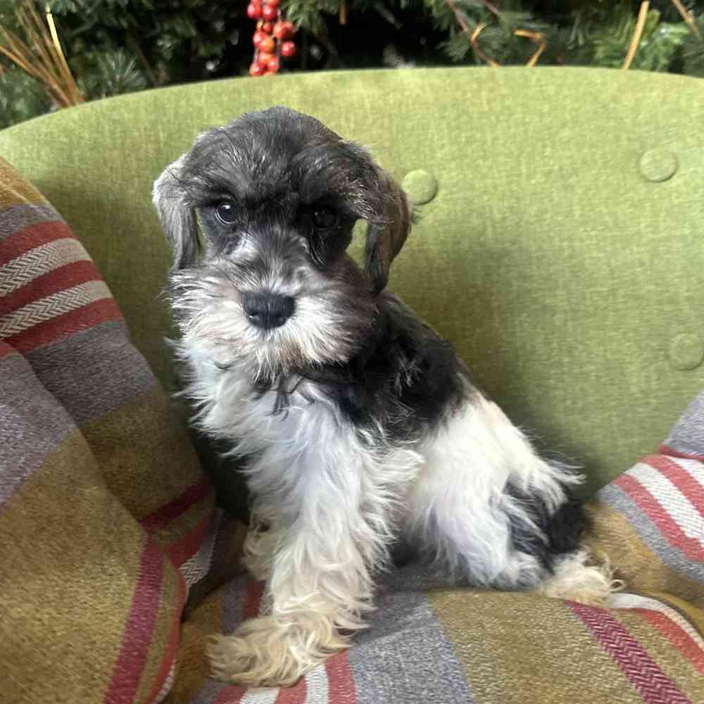 Female Mini Schnauzer puppy named Gracie for sale at Petland Rogers.
