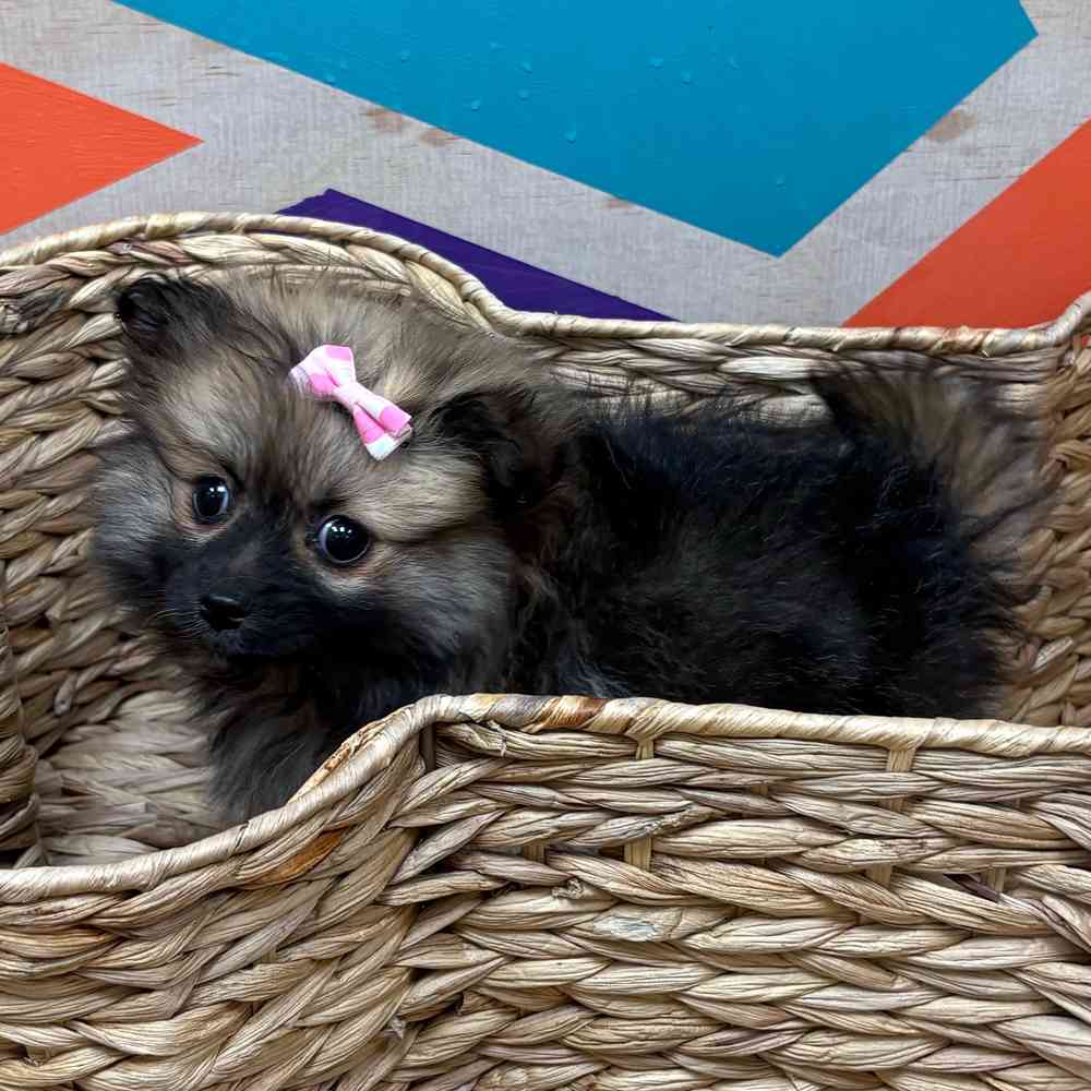 Female Pomeranian puppy named Winter for sale at Petland Wichita West.
