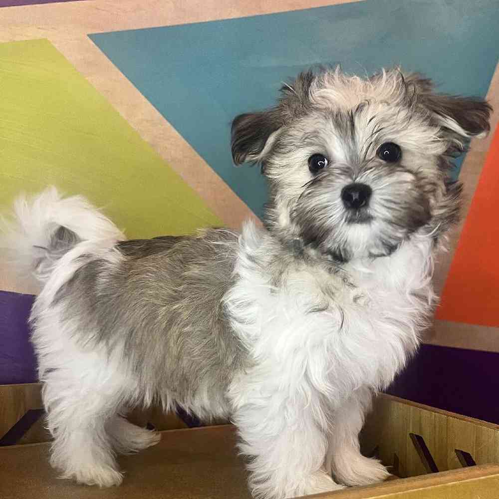 Male Cotonmese puppy named Cole for sale at Petland Fayetteville.