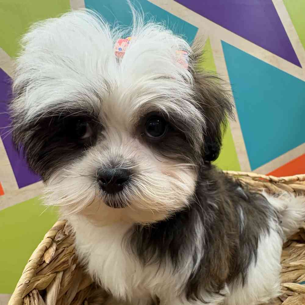 Female Malshi puppy named Fiona for sale at Petland Wichita West.