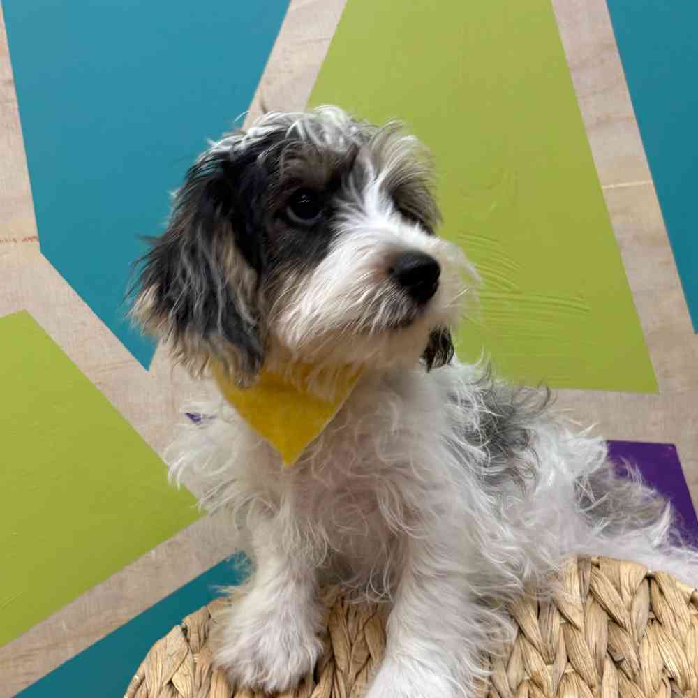 Male Yorkie-Poo puppy named Jax for sale at Petland Wichita West.