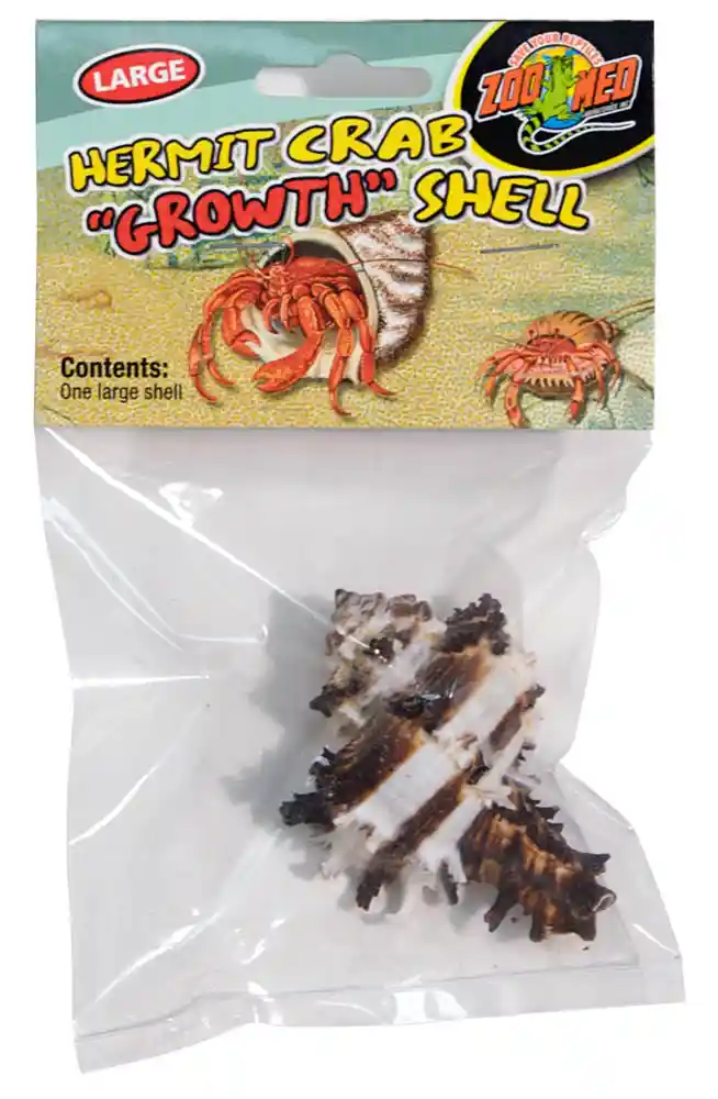 Zoomed Hermit Crab Shell Large