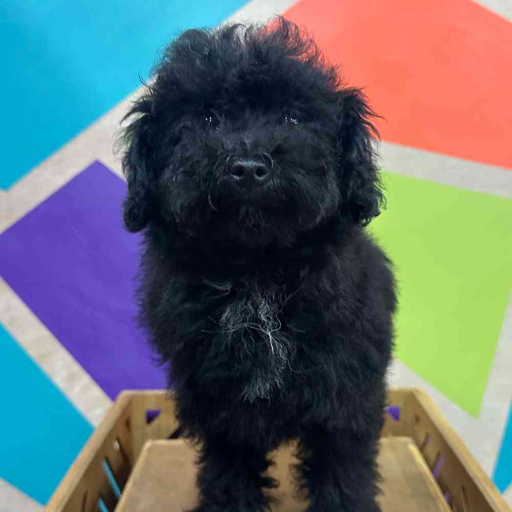 Female Mini Poodle puppy named Penny for sale at Petland Joplin.
