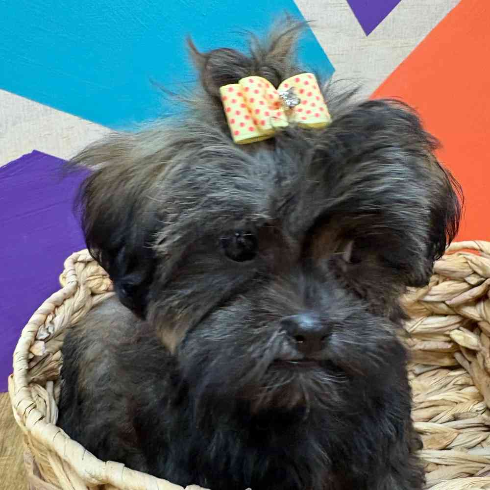 Female Malshi puppy named Bridgette for sale at Petland Wichita West.