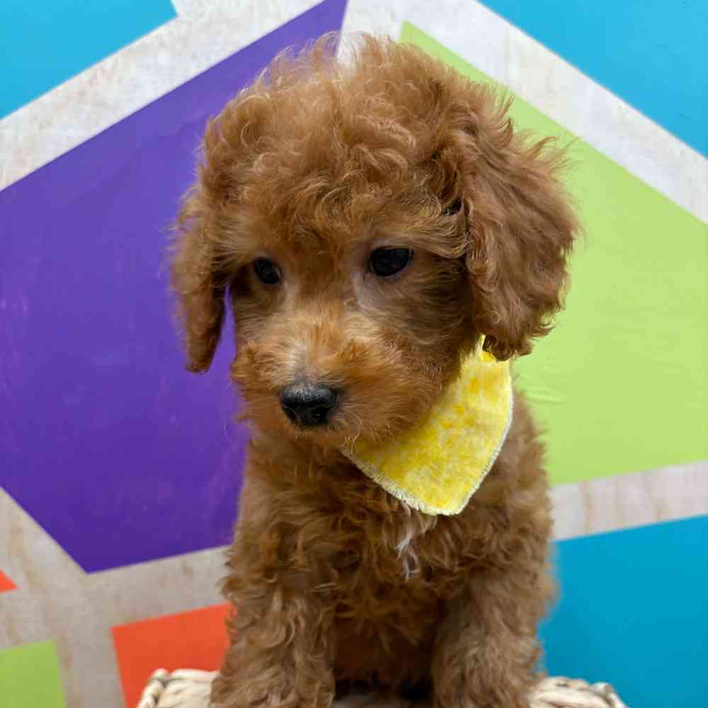 Male Mini Poodle puppy named Zander for sale at Petland Wichita West.