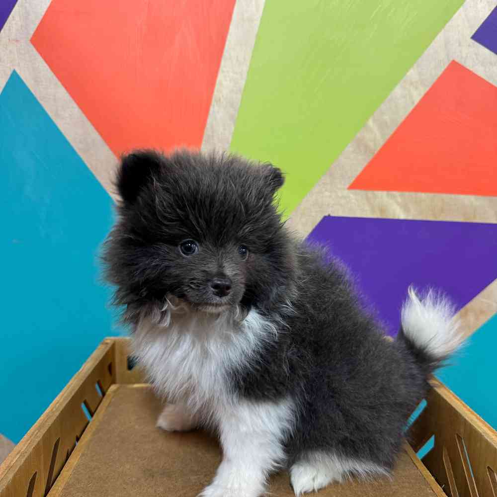 Female Pomeranian puppy named Cleo for sale at Petland Joplin.
