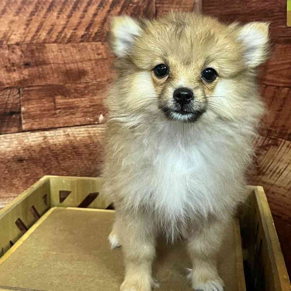 Female Pomeranian puppy named Polly for sale at Petland Fayetteville.