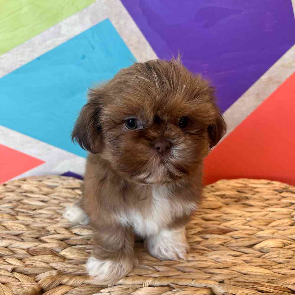 Male Shih Tzu puppy named Zeus for sale at Petland Wichita West.