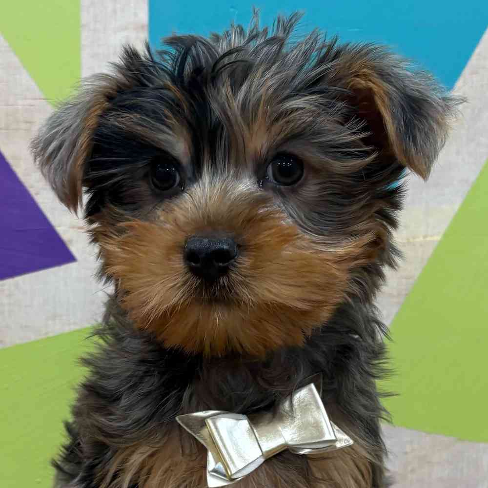 Male Yorkie puppy named Murphy for sale at Petland Wichita West.