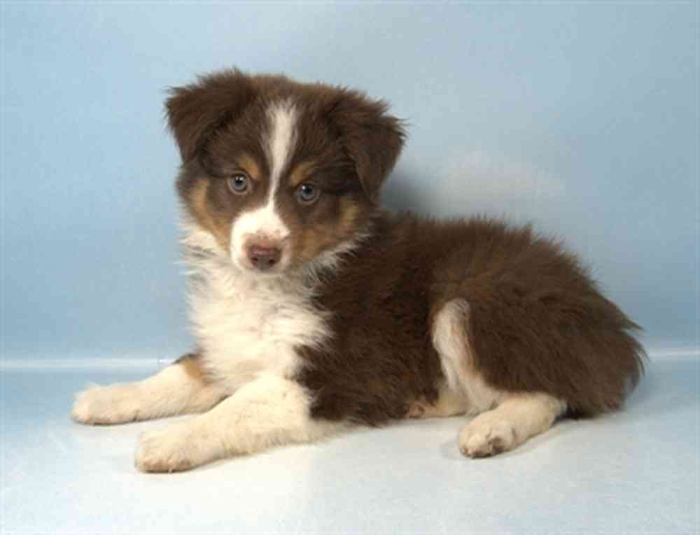Male Mini Aussie puppy named Mac for sale at Petland Rogers.