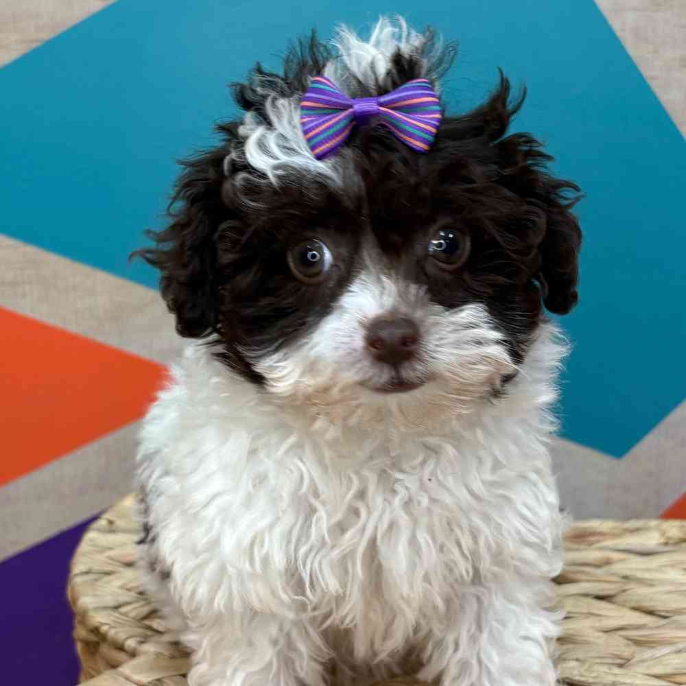Female Poodle Toy puppy named Ethell for sale at Petland Joplin.