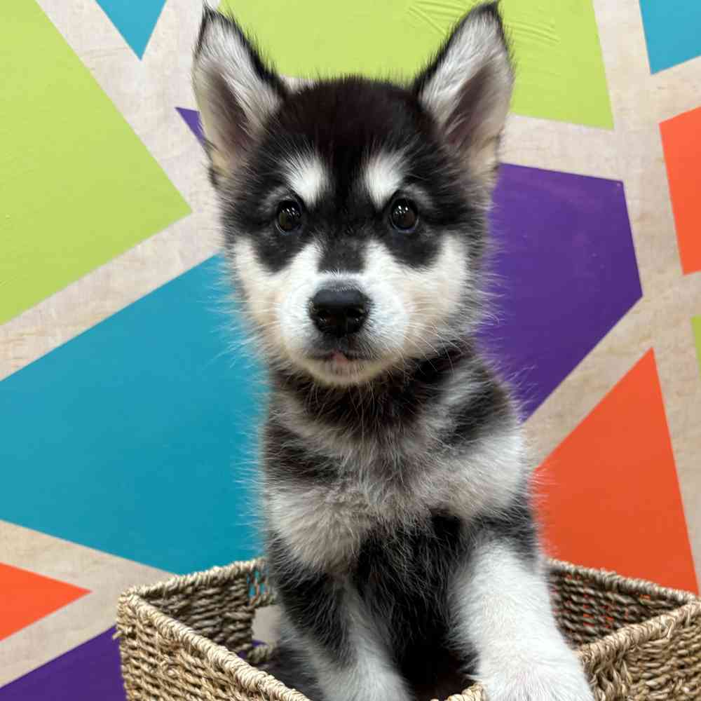 Male Alaskan Malamute puppy named Mowgly for sale at Petland Wichita West.