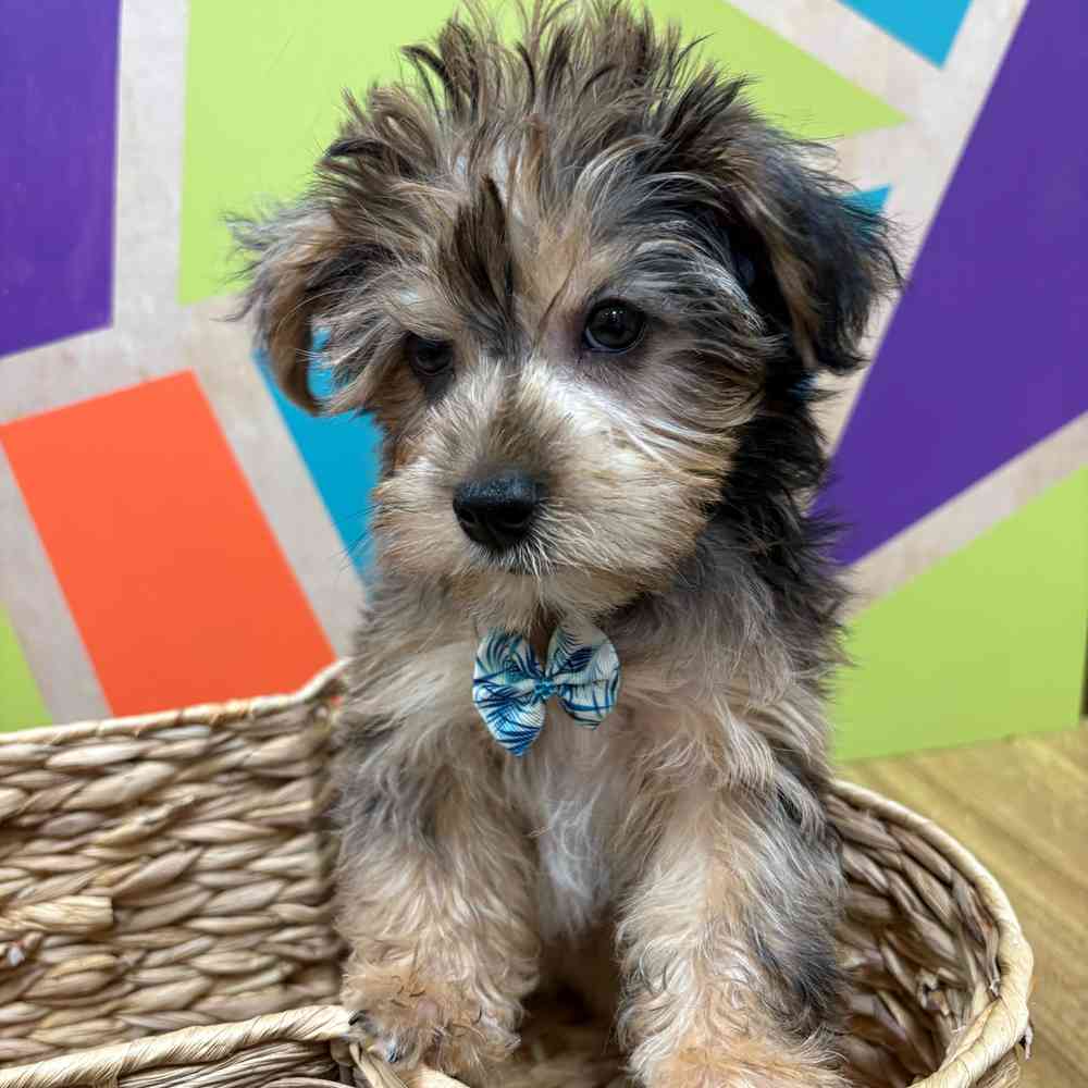 Male Yorkie puppy named Albert for sale at Petland Fayetteville.