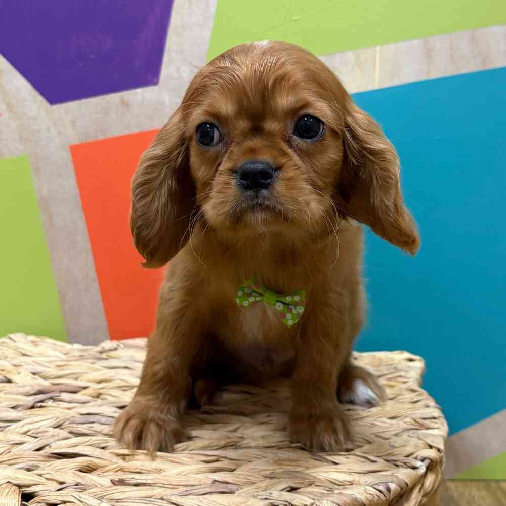 Male Cavalier King Charles Spaniel puppy named Reuben for sale at Petland Wichita West.