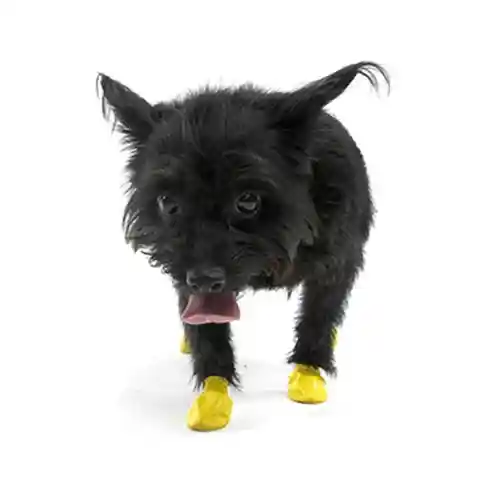 Waterproof Dog Boots, Yellow, 12 Count 2x-small