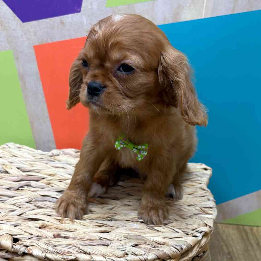 Male Cavalier King Charles Spaniel puppy named Reuben for sale at Petland Wichita West.