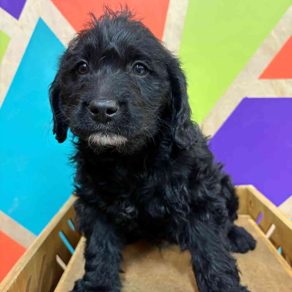 Male Mini Labradoodle puppy named Lee for sale at Petland Joplin.