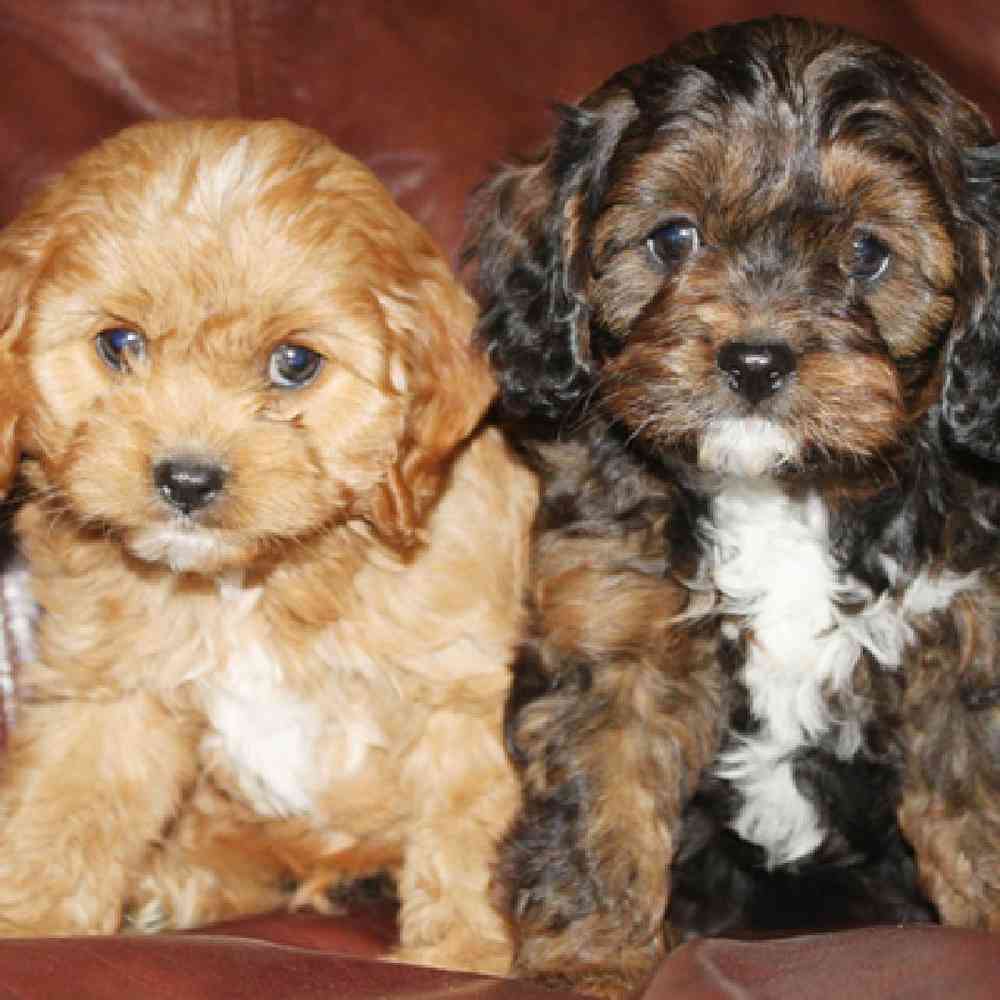 Cavapoo Puppies for Sale image