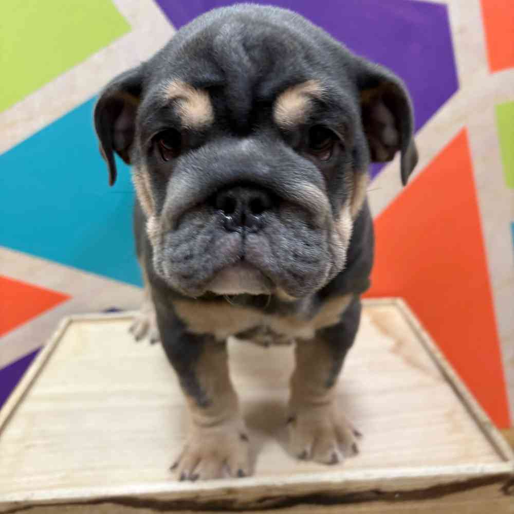Female English Bulldog puppy named Indigo for sale at Petland Wichita West.