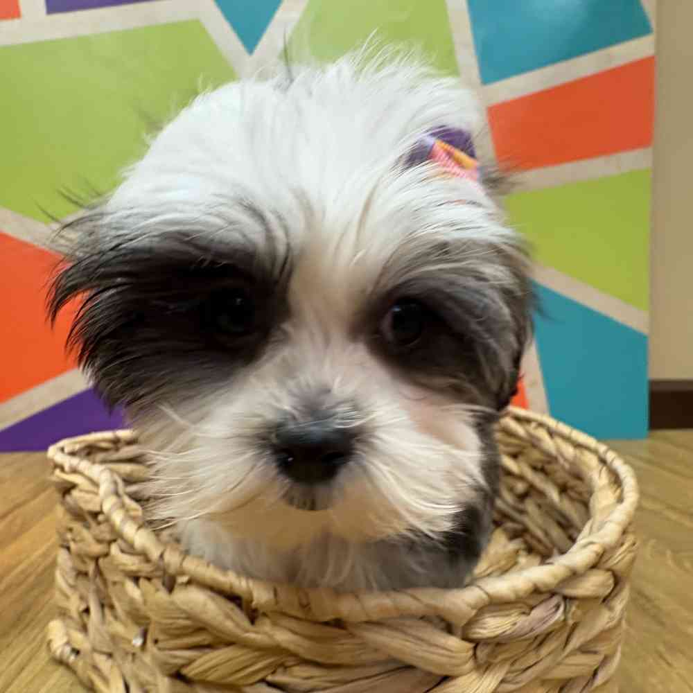 Female Malshi puppy named Fiona for sale at Petland Wichita West.