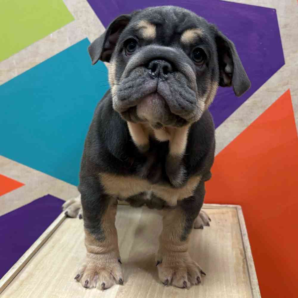 Female English Bulldog puppy named Indigo for sale at Petland Wichita West.