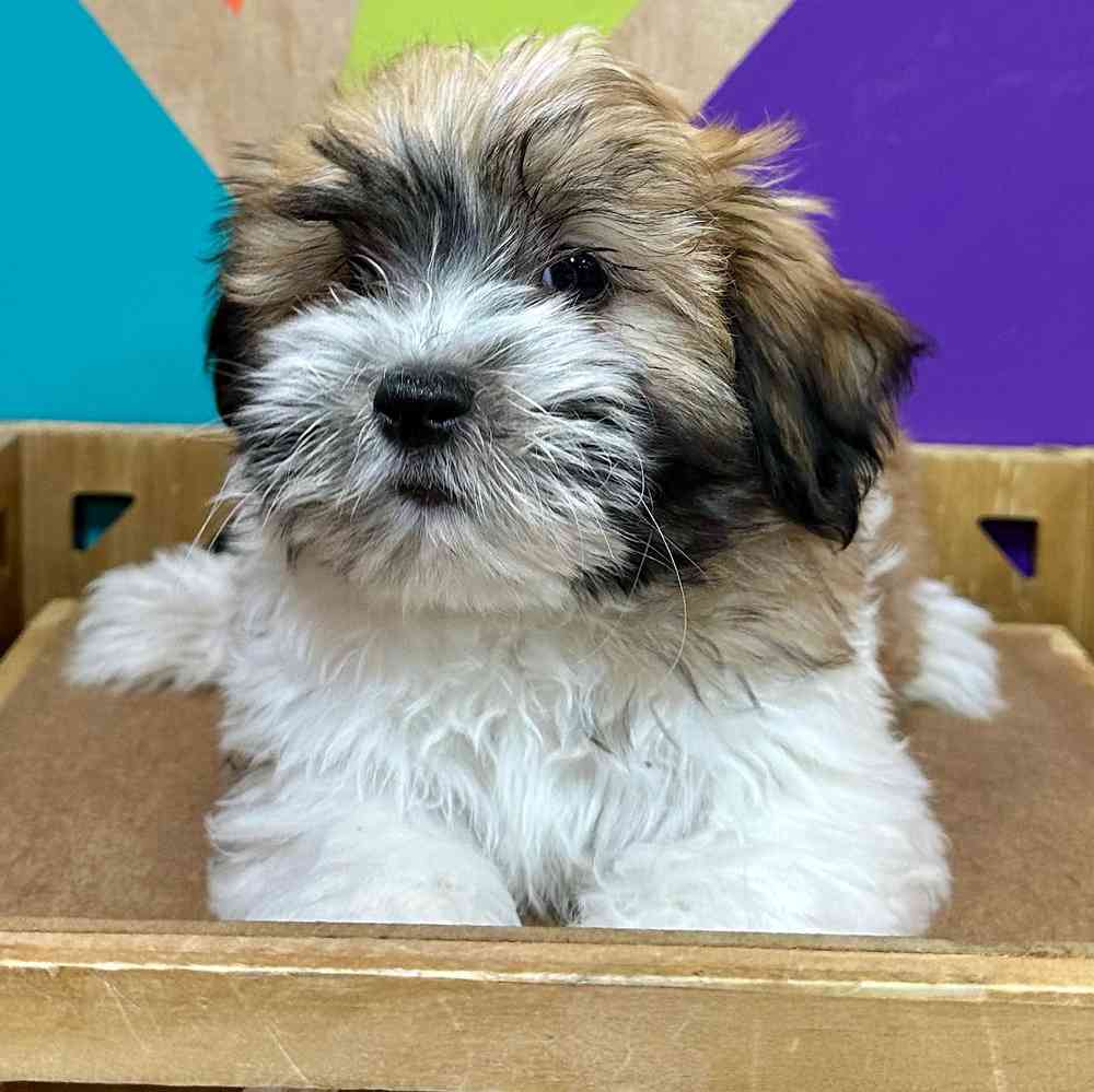 Male Havanese puppy named Kelce for sale at Petland Joplin.