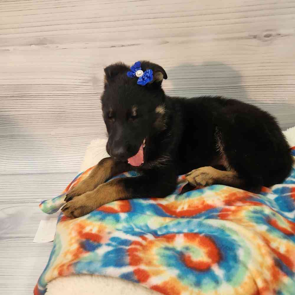 Female German Shepherd puppy named Genevive for sale at Petland Wichita West.