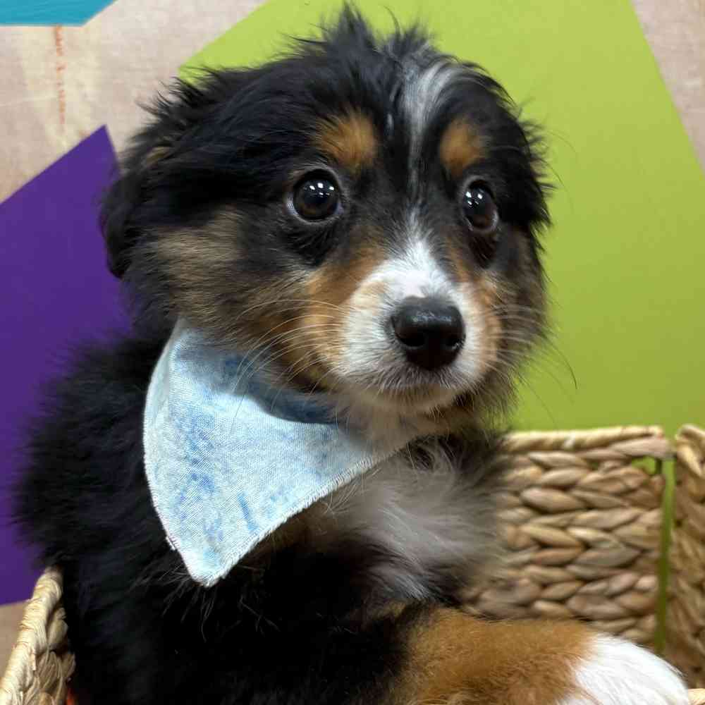 Male Mini Aussie puppy named Jack for sale at Petland Wichita West.