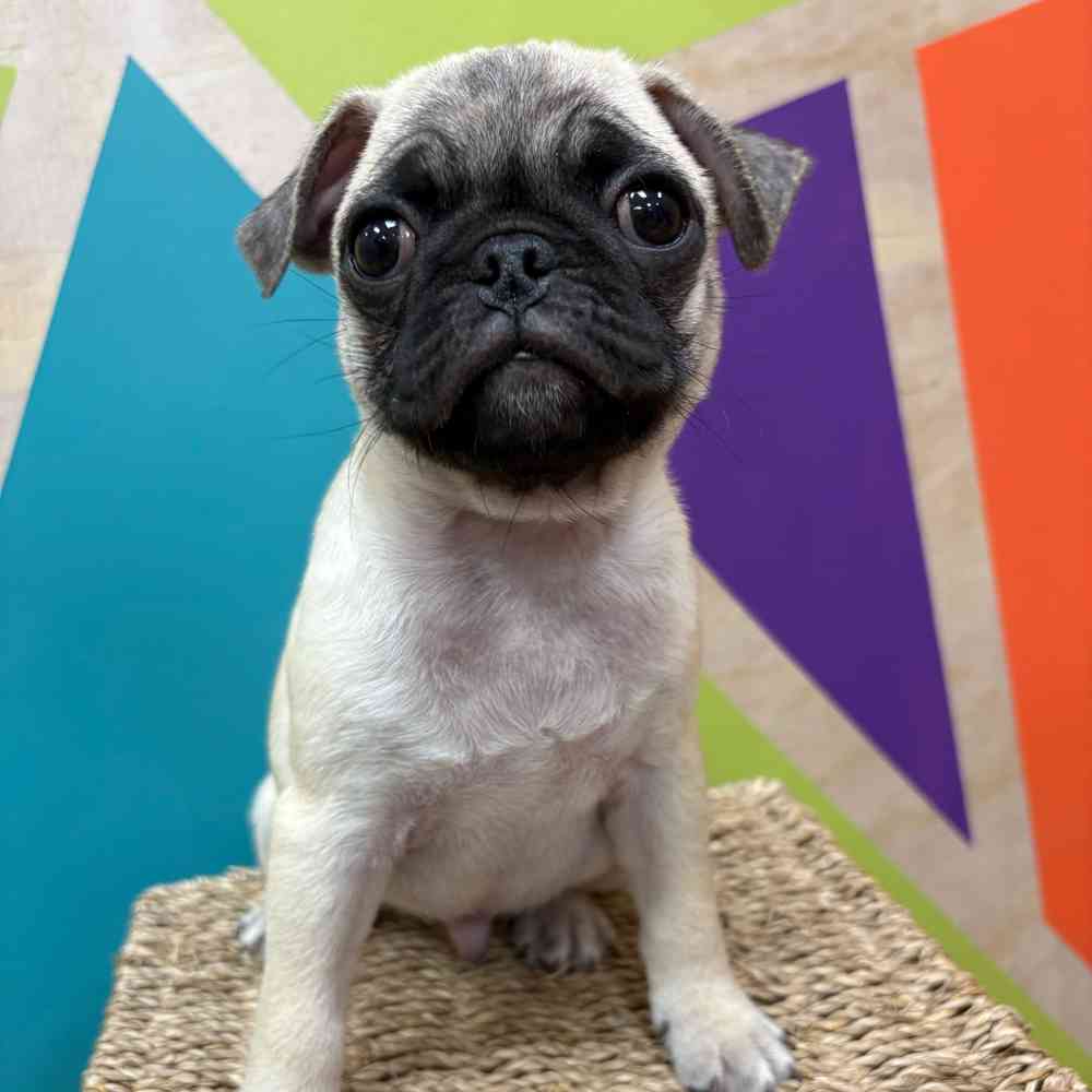 Male Pug puppy named Conner for sale at Petland Wichita West.