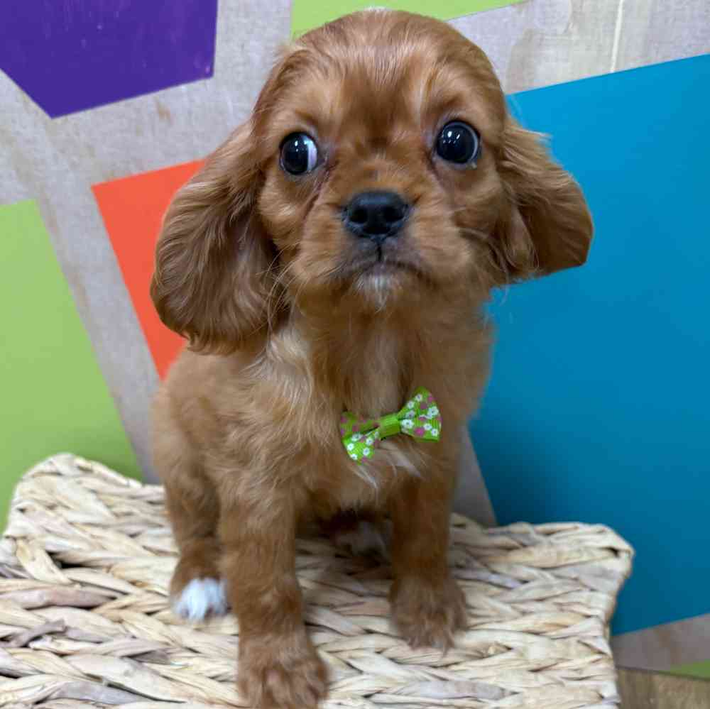 Male Cavalier King Charles Spaniel puppy named Reuben for sale at Petland Wichita West.