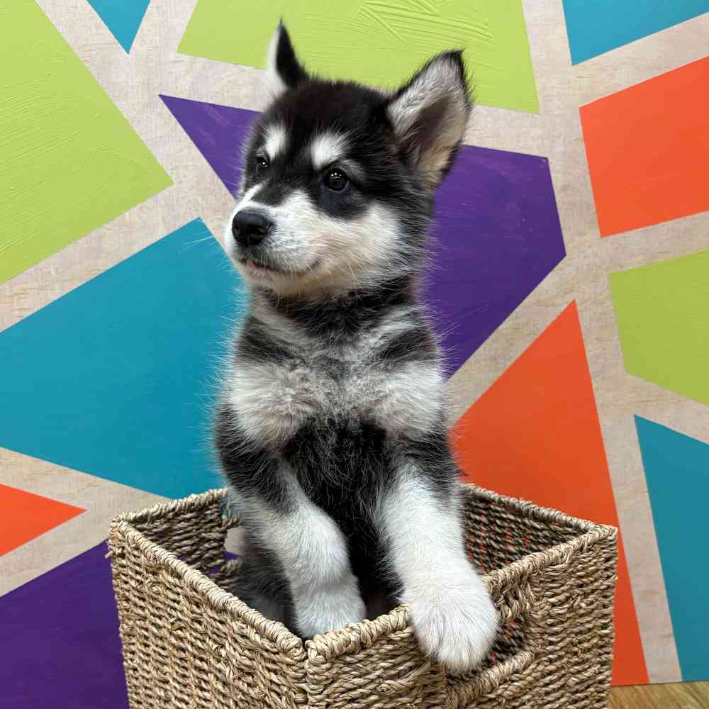 Male Alaskan Malamute puppy named Mowgly for sale at Petland Wichita West.