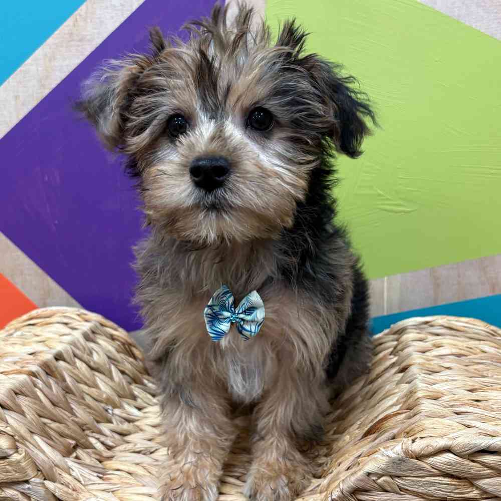 Male Yorkie puppy named Albert for sale at Petland Fayetteville.