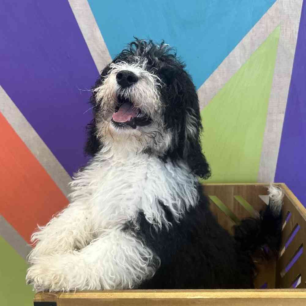 Male Mini Bernedoodle puppy named Blu for sale at Petland Fayetteville.
