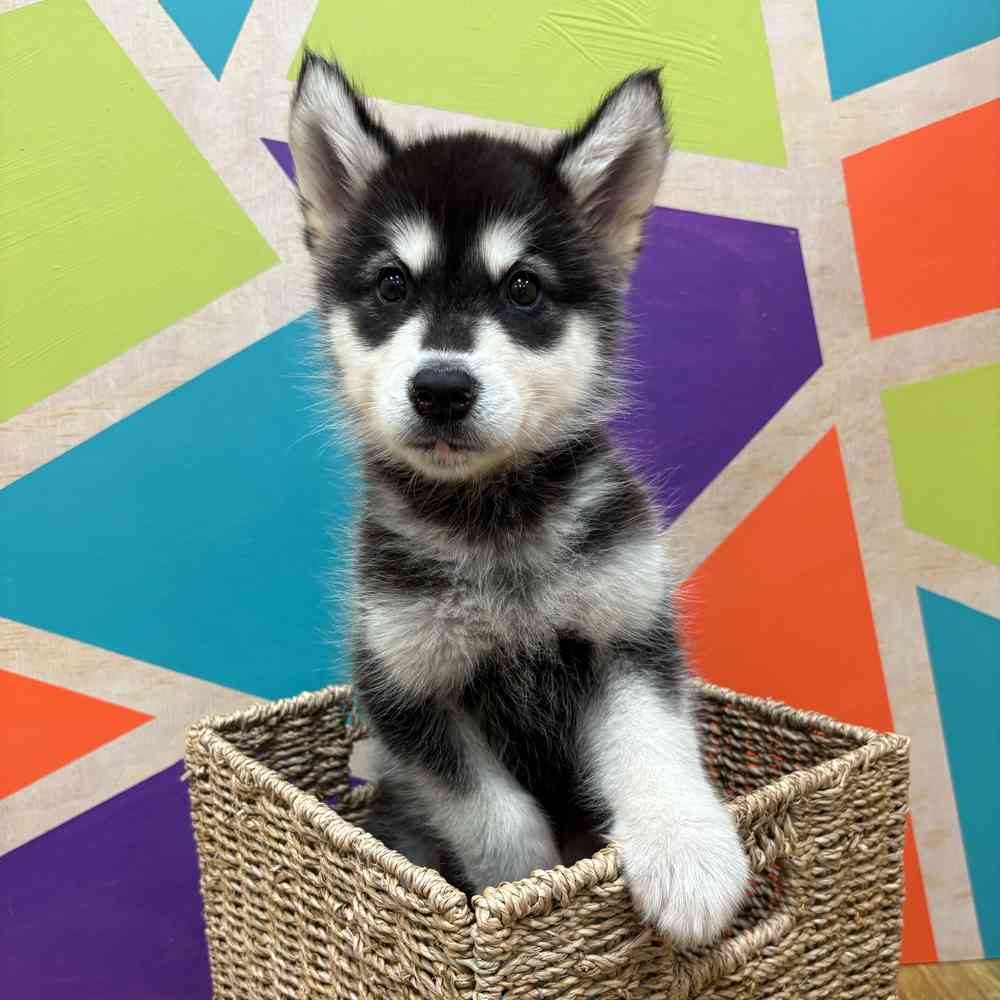 Male Alaskan Malamute puppy named Mowgly for sale at Petland Wichita West.