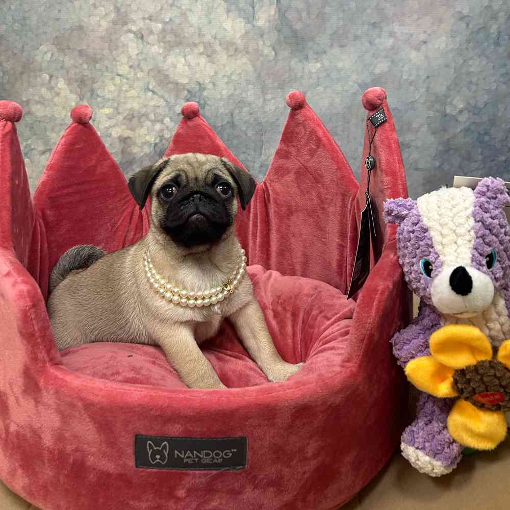 Female Pug puppy named Peaches for sale at Petland Rogers.