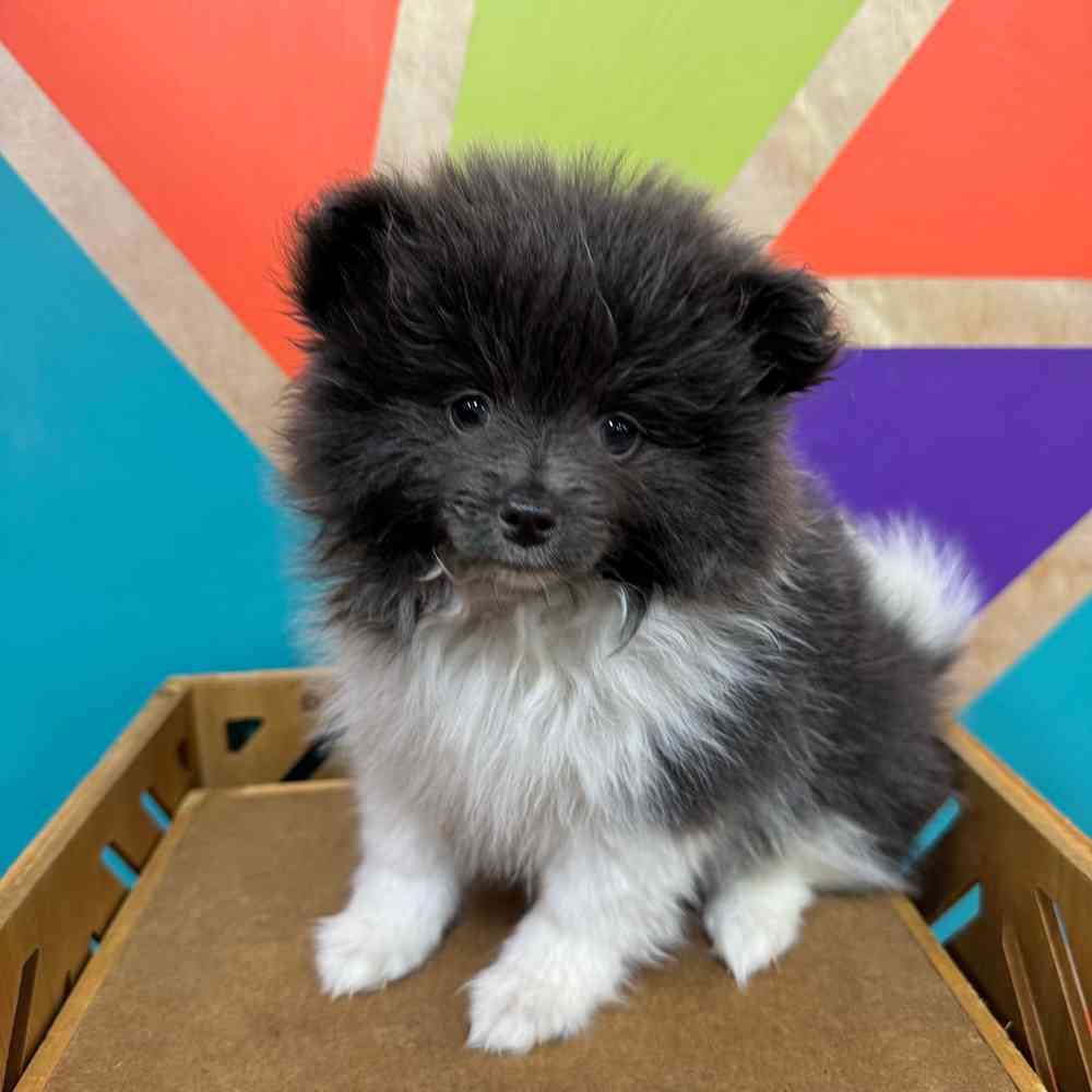 Female Pomeranian puppy named Cleo for sale at Petland Joplin.
