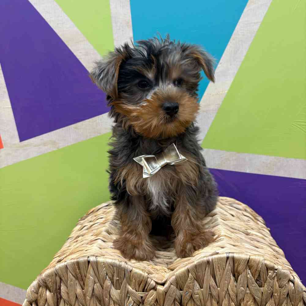 Male Yorkie puppy named Murphy for sale at Petland Wichita West.