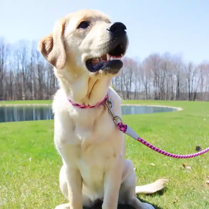 Pro Active Woven Reflective Rope Leash Pixel Pink