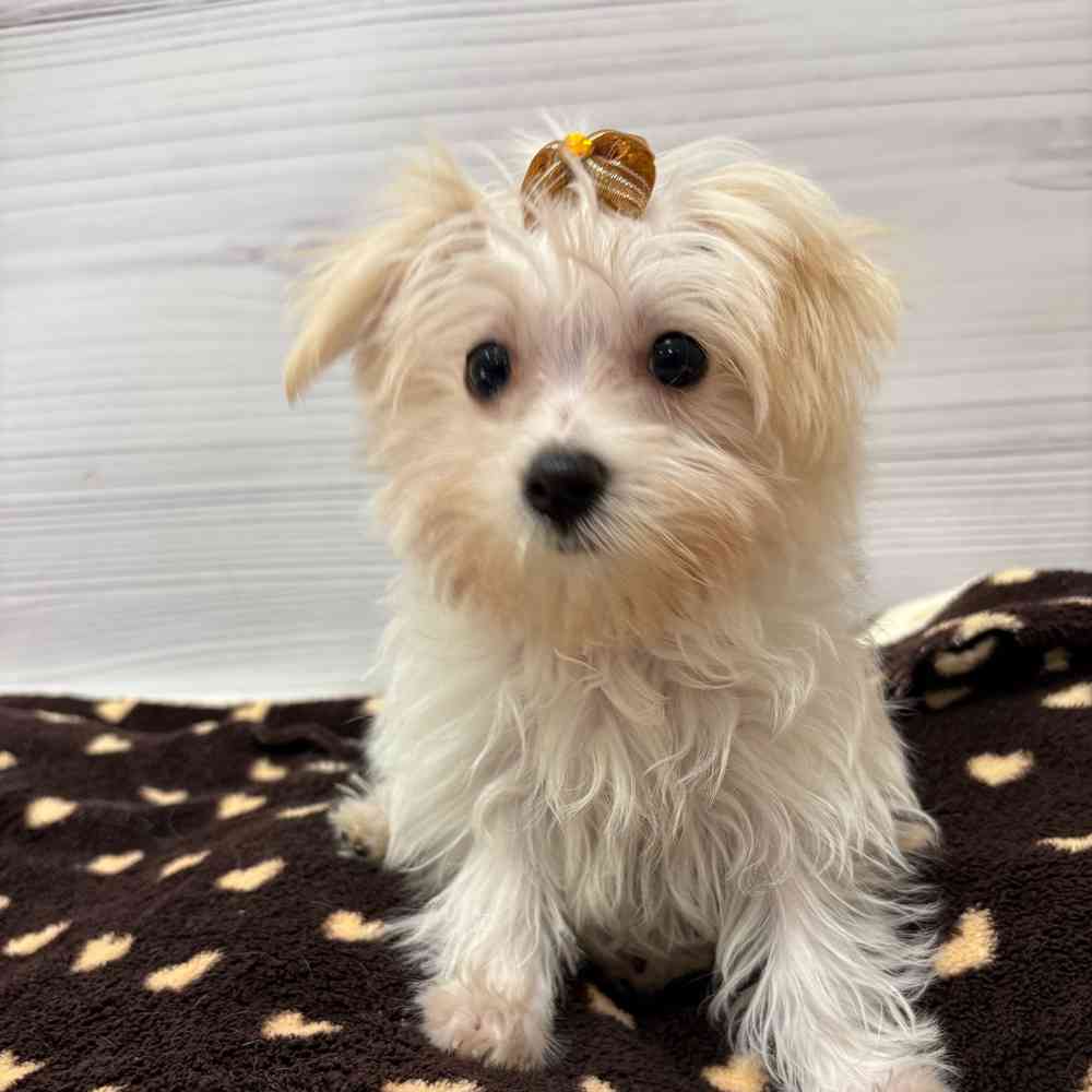 Female Morkie puppy named Elsa for sale at Petland Wichita West.