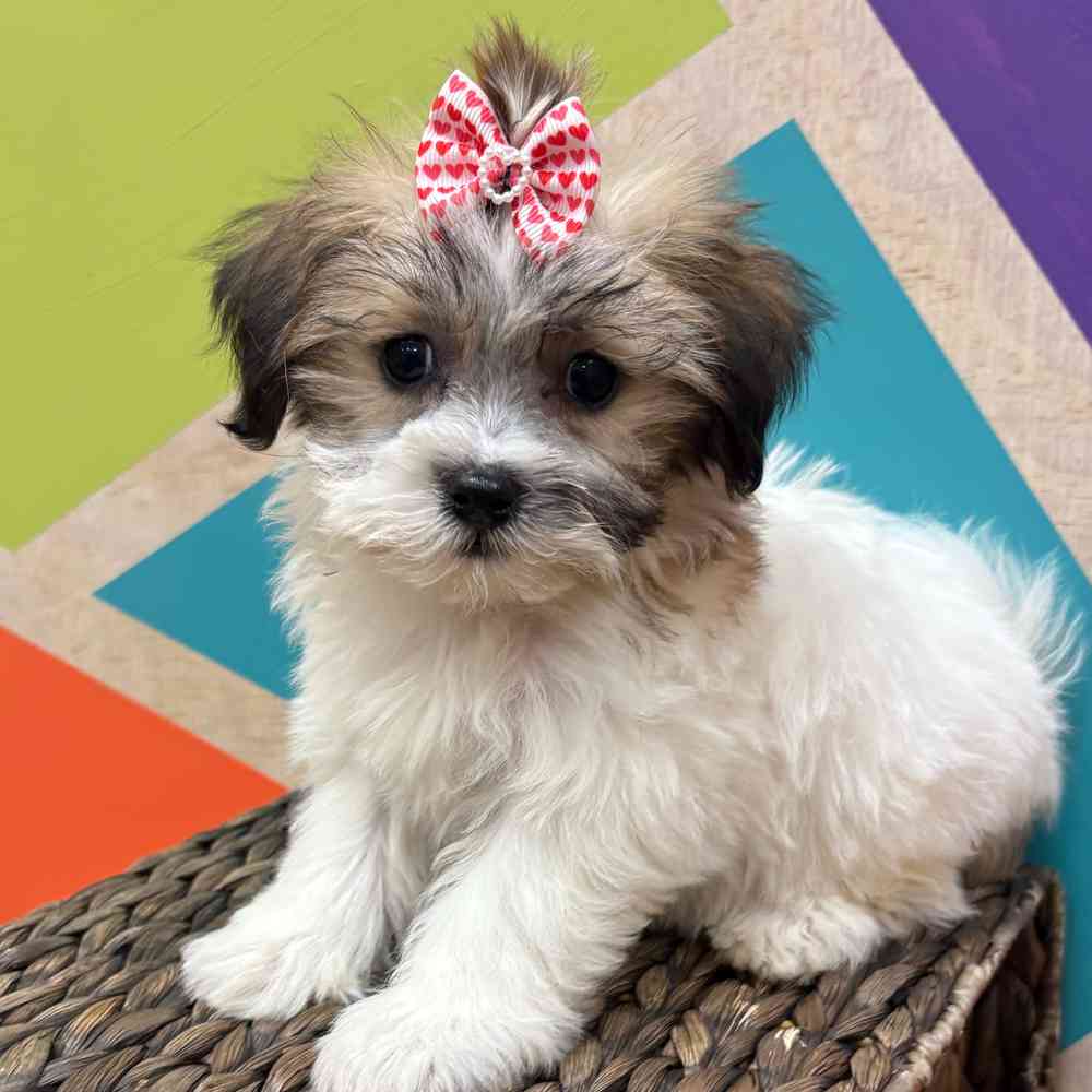 Female Teddy Bear puppy named Monica for sale at Petland Joplin.