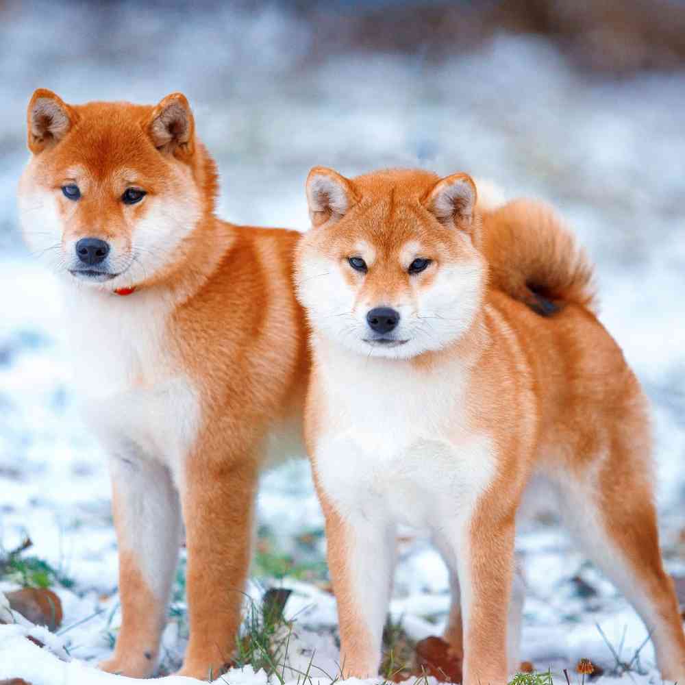Shiba Inu Puppies for Sale image