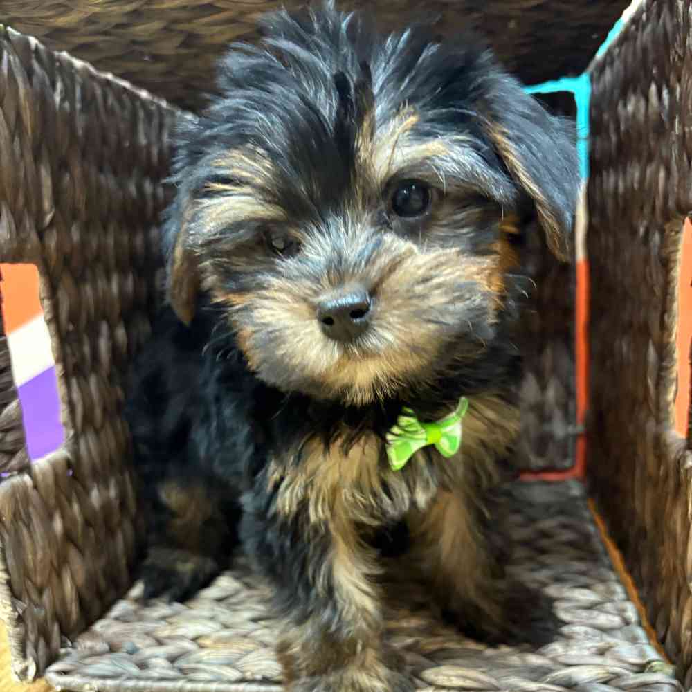 Male Yorkie puppy named Manny for sale at Petland Wichita West.