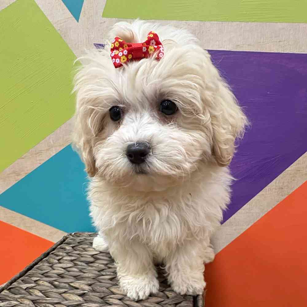 Female Teddy Bear puppy named Juniper for sale at Petland Wichita West.
