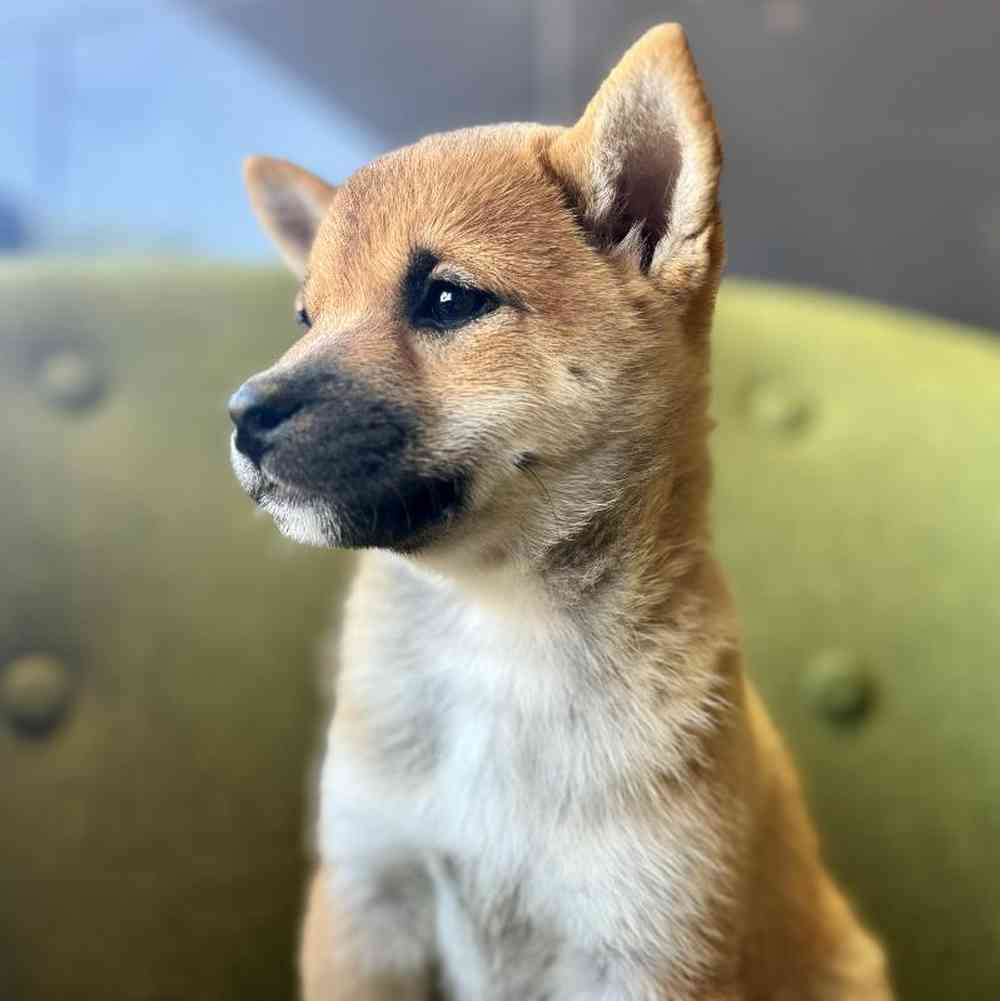 Female Shiba Inu puppy named Paisley for sale at Petland Rogers.