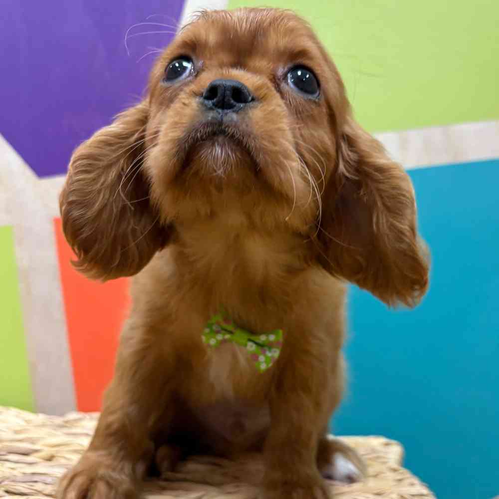 Male Cavalier King Charles Spaniel puppy named Reuben for sale at Petland Wichita West.