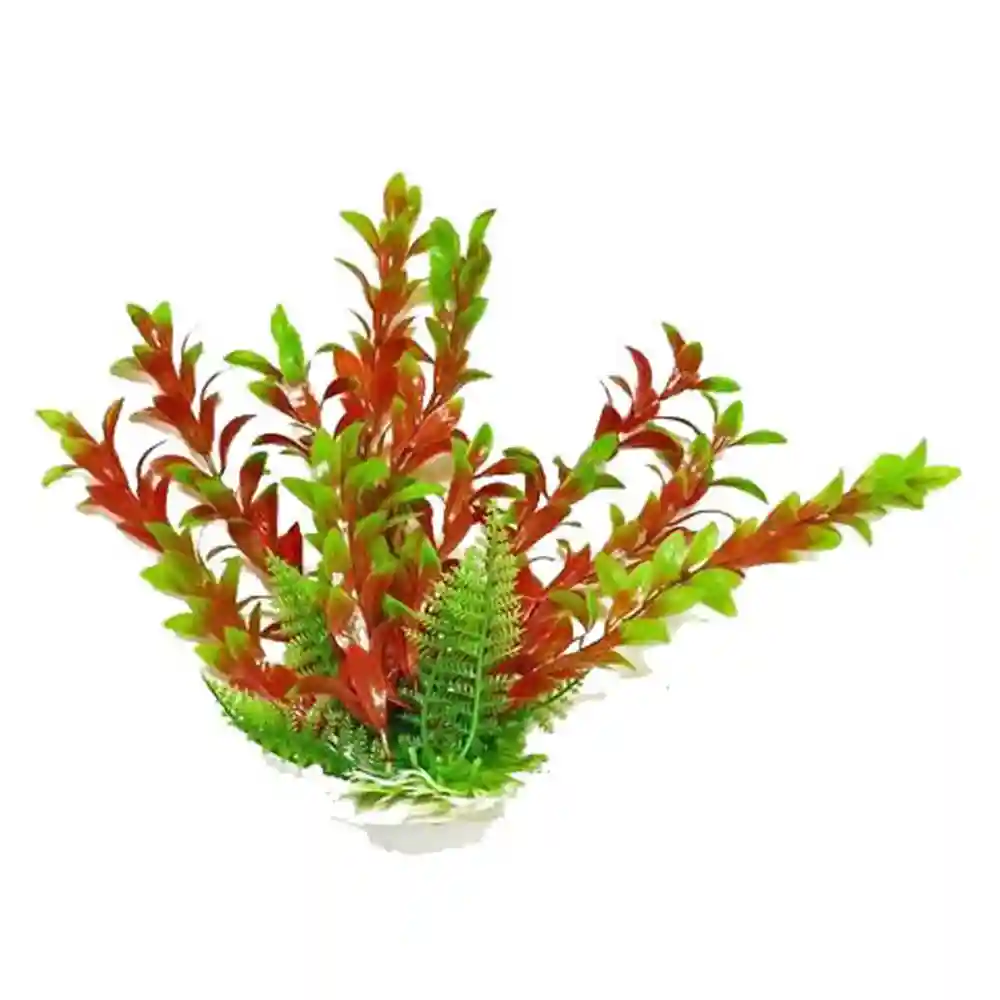 Plant Hygro Green/red 16"