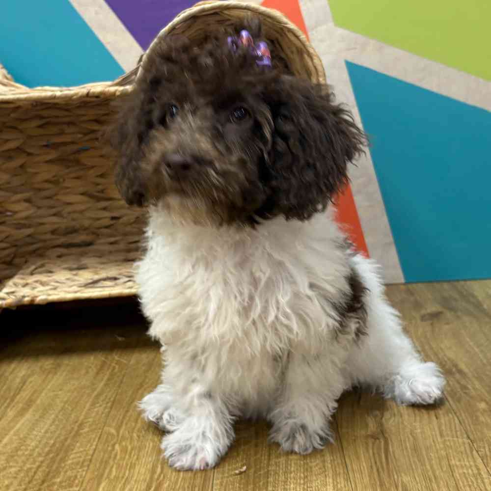Female Mini Labradoodle puppy named Betty Anne for sale at Petland Wichita West.
